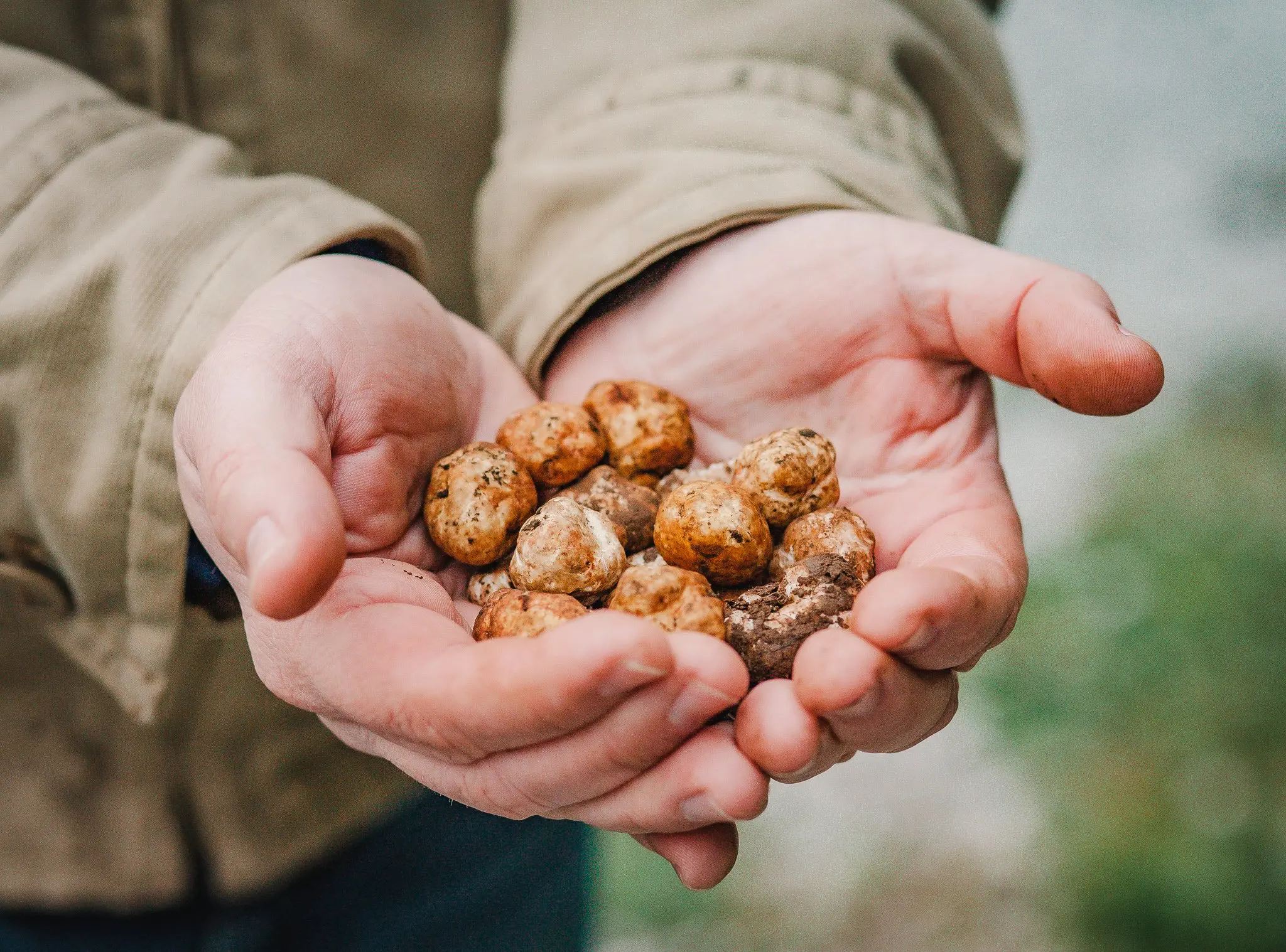 Truffle hunting event