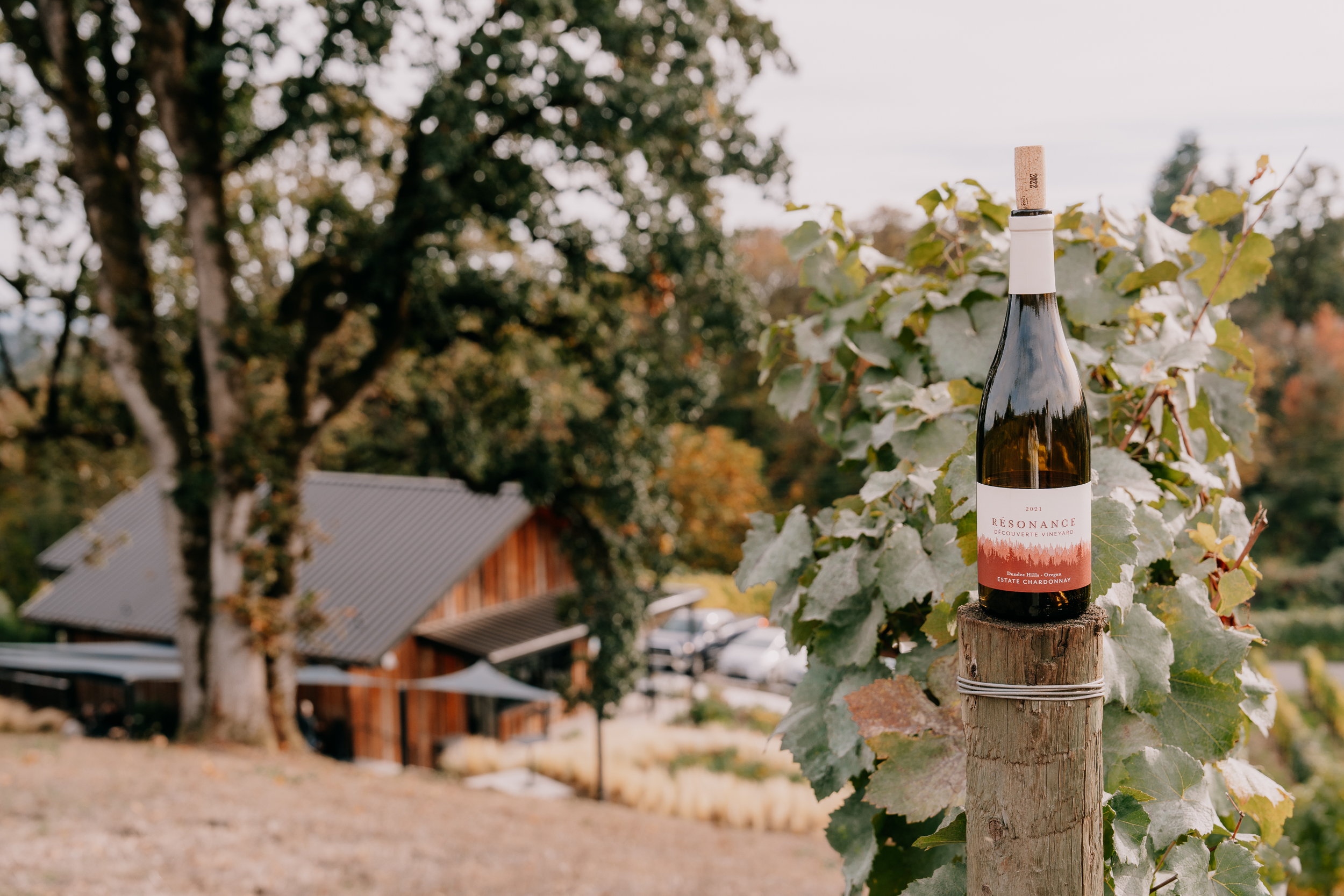 VERENADOHMEN_PHOTOGRAPHY_RESONANCE_DUNDEE_CHARDONNAY-SOIREE_03115